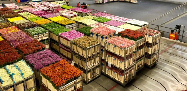 RoyalHolland4 Bloemenveiling Aalsmeer e1569836458513 1920x940