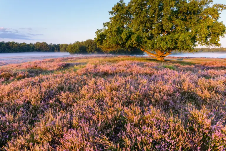 Bl blaricum tafelbergheide met bloeiende heide 6 c mvl