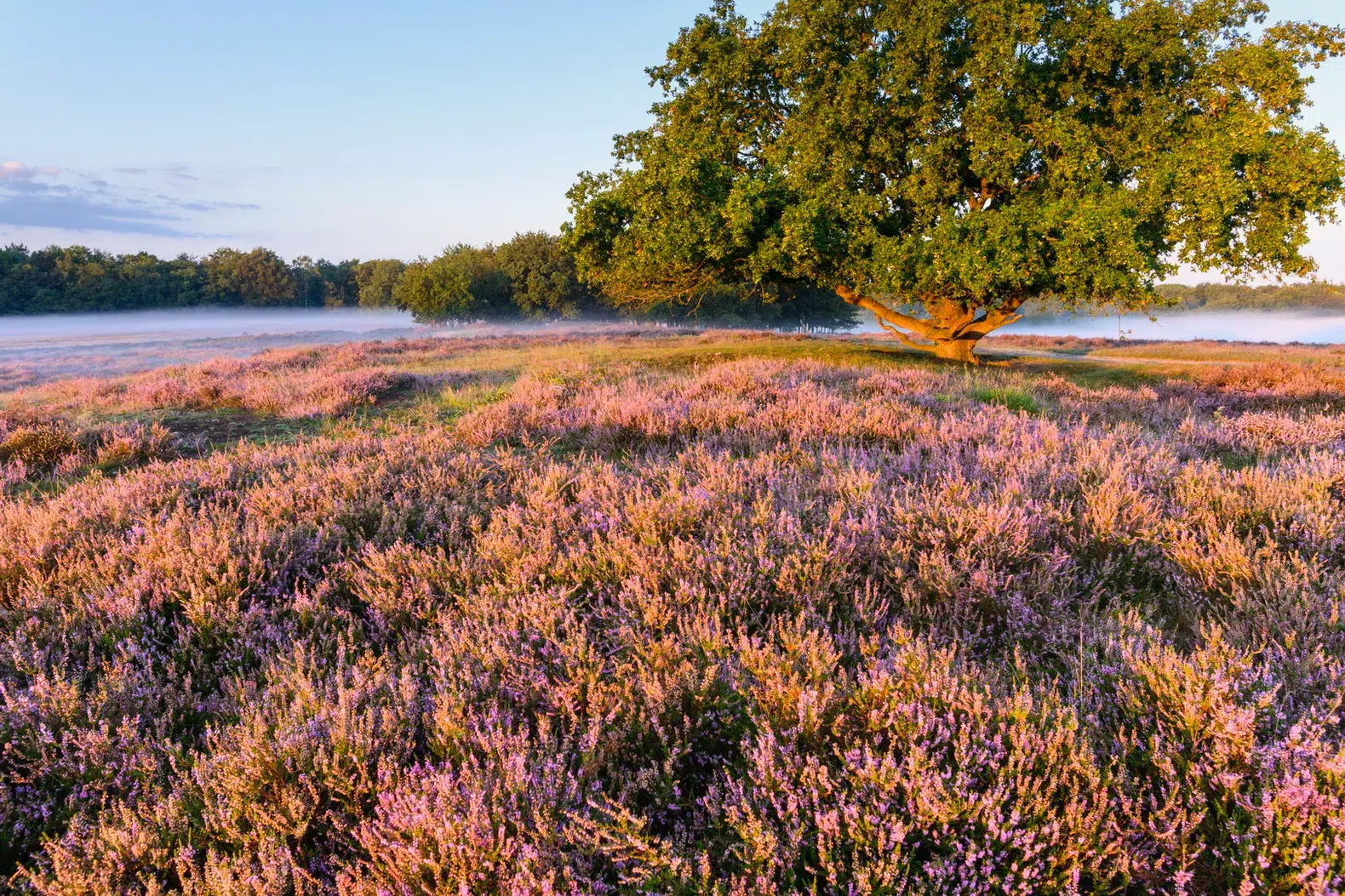 Bl blaricum tafelbergheide met bloeiende heide 6 c mvl