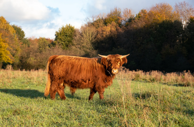 Wisent in nationaal park