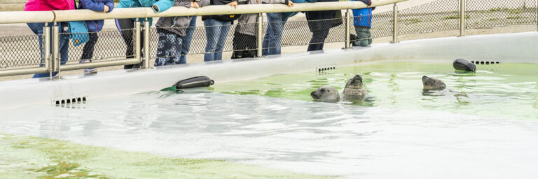 Zeehonden Ecomare Texel