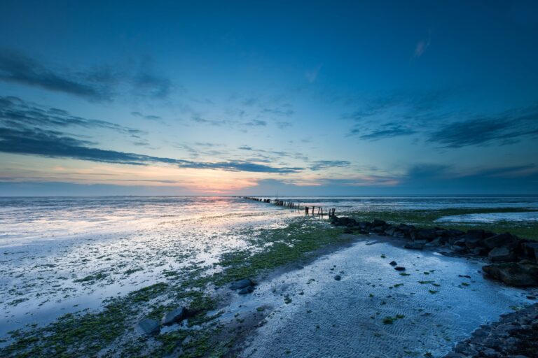 Hollands kroon
