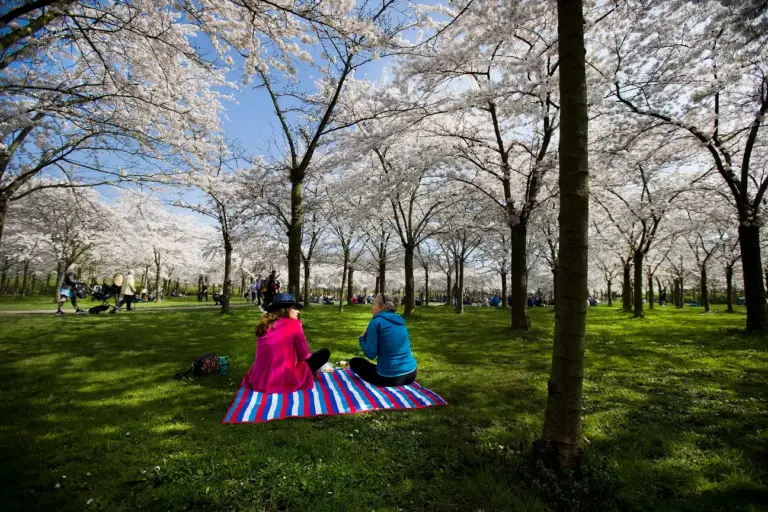 Kersenbloesempark picknick amstelveen