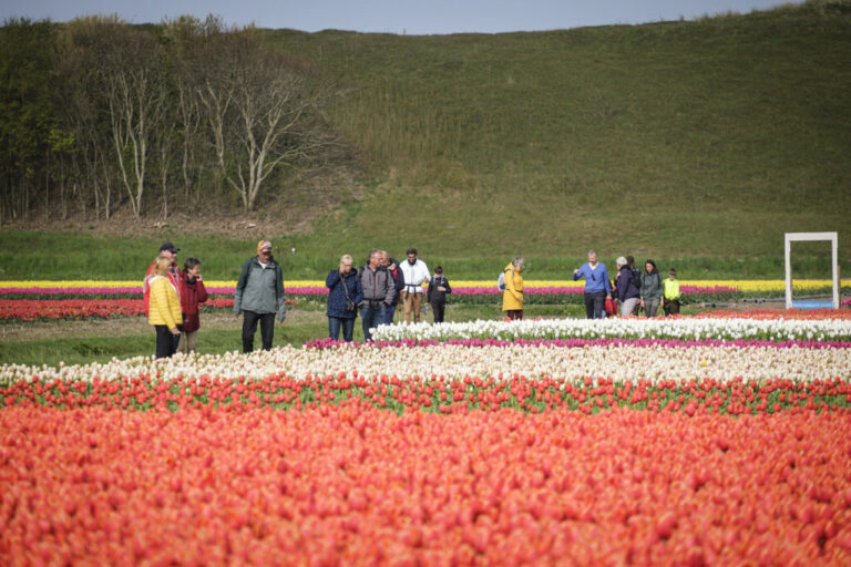 Kleurrijk Julianadorp