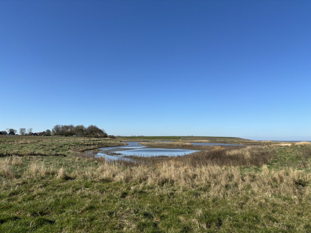 Natuurgezicht Opening Ziltepad Noord HollandIMG 1444 2 1024x768